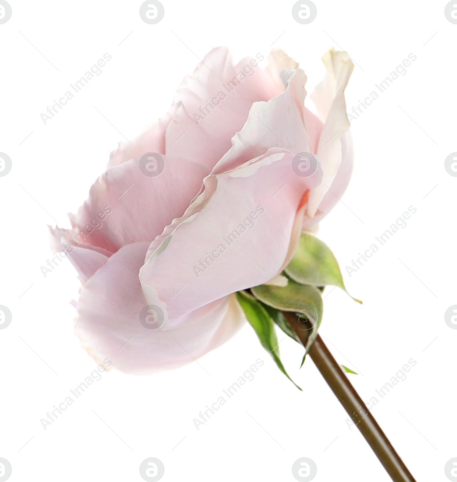 Photo of Beautiful English rose with tender petals isolated on white