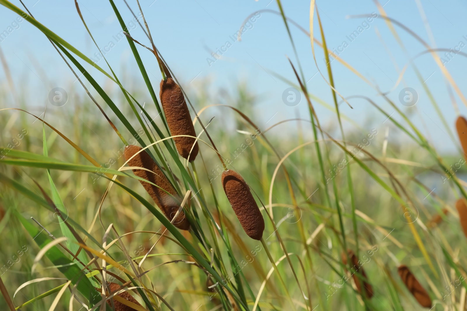 Photo of Beautiful reed plants growing outdoors on sunny day