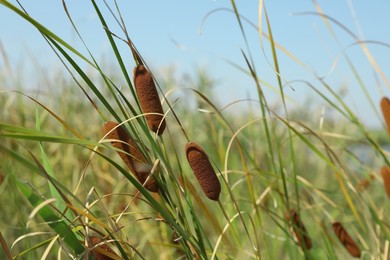 Photo of Beautiful reed plants growing outdoors on sunny day