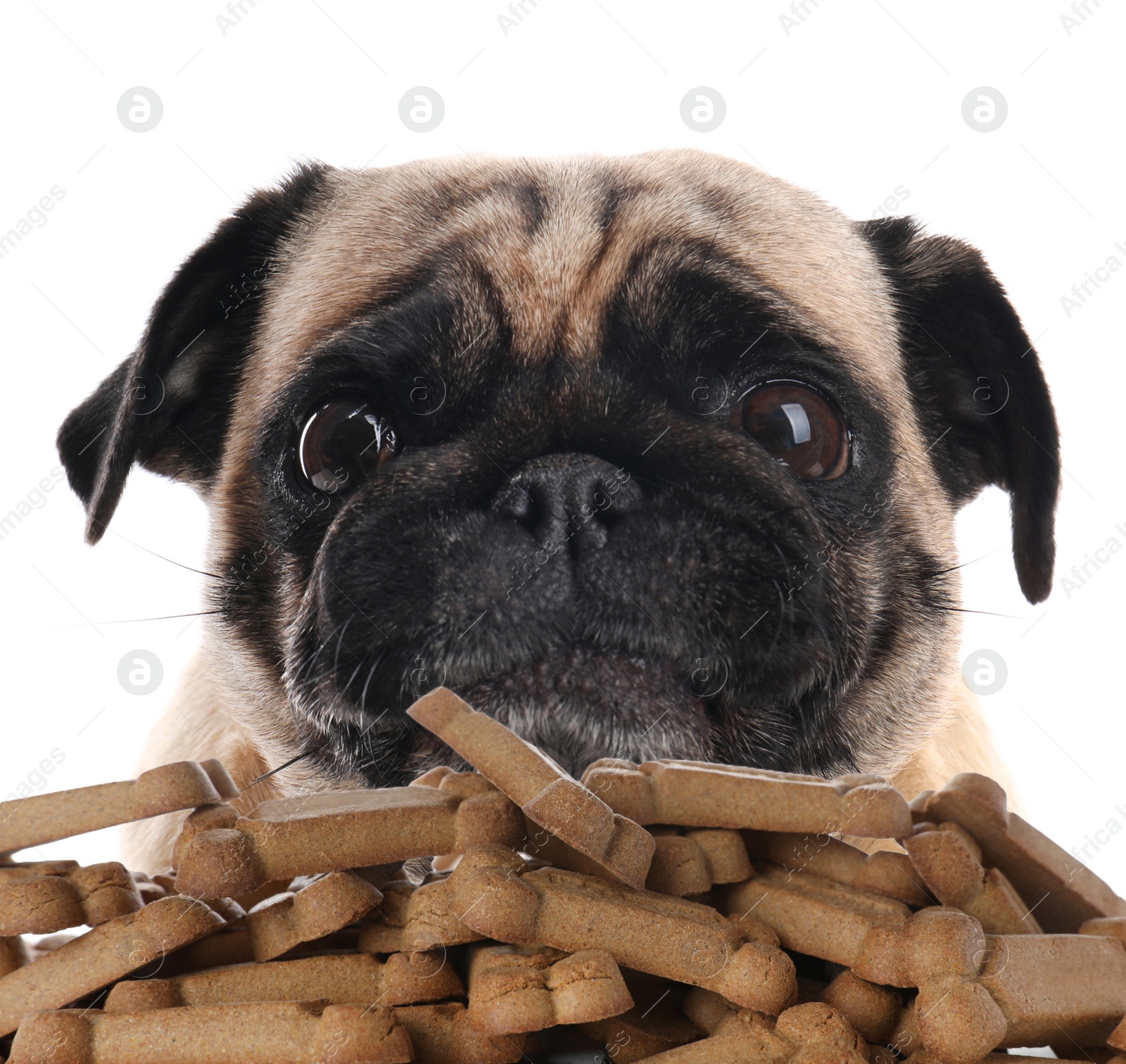 Image of Cute dog and tasty bone shaped cookies on white background, closeup