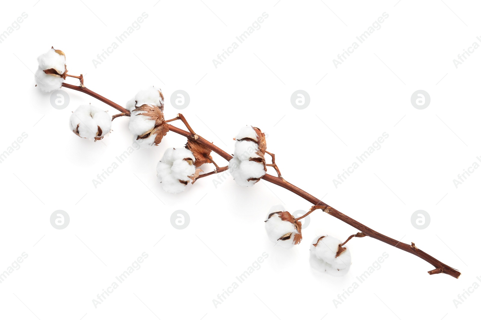 Photo of Beautiful fluffy cotton flowers on white background