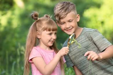 Little children exploring plant outdoors. Summer camp