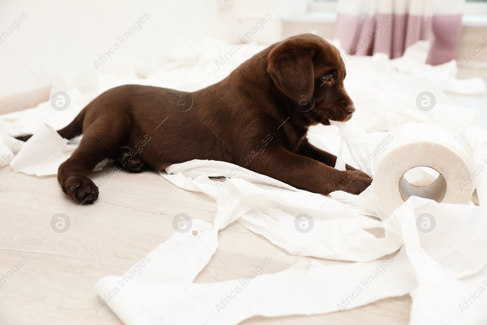 Photo of Cute chocolate Labrador Retriever puppy and torn paper on floor indoors