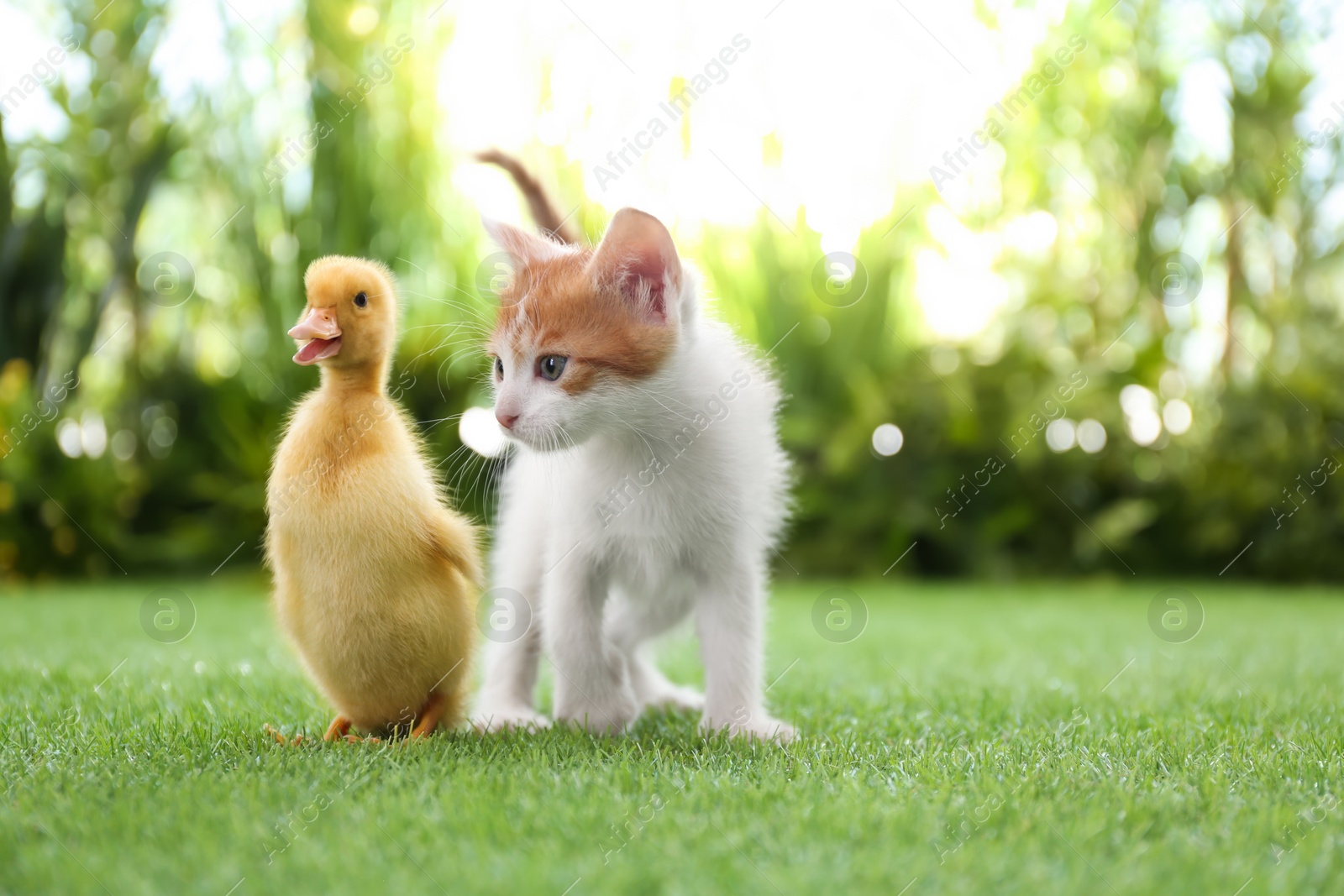 Photo of Fluffy baby duckling and cute kitten together on green grass outdoors