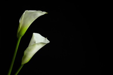 Beautiful calla lily flowers on black background. Space for text