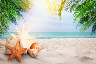 Starfish and shells on sandy beach near sea, space for text