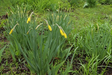 Beautiful unopened daffodils outdoors on spring day