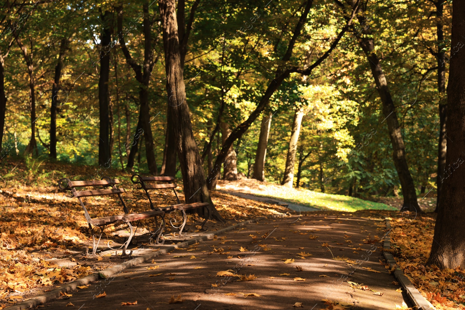 Photo of Wooden benches, pathway, fallen leaves and trees in beautiful park on autumn day