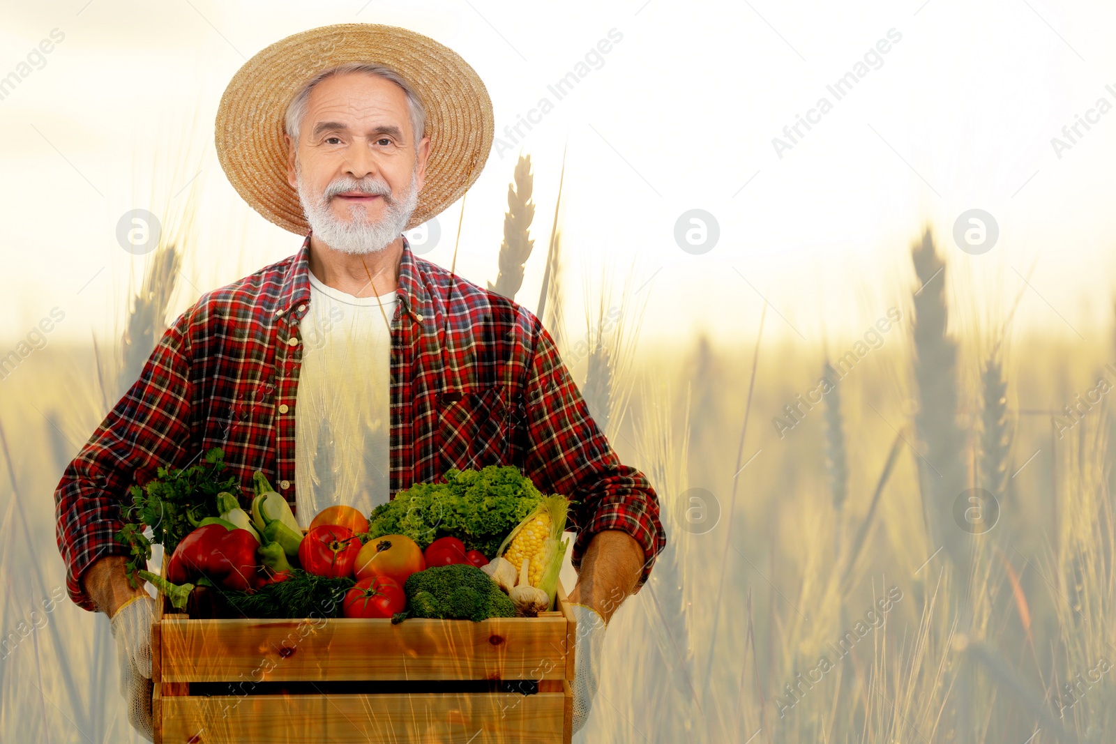 Image of Double exposure of happy farmer and wheat field. Space for text