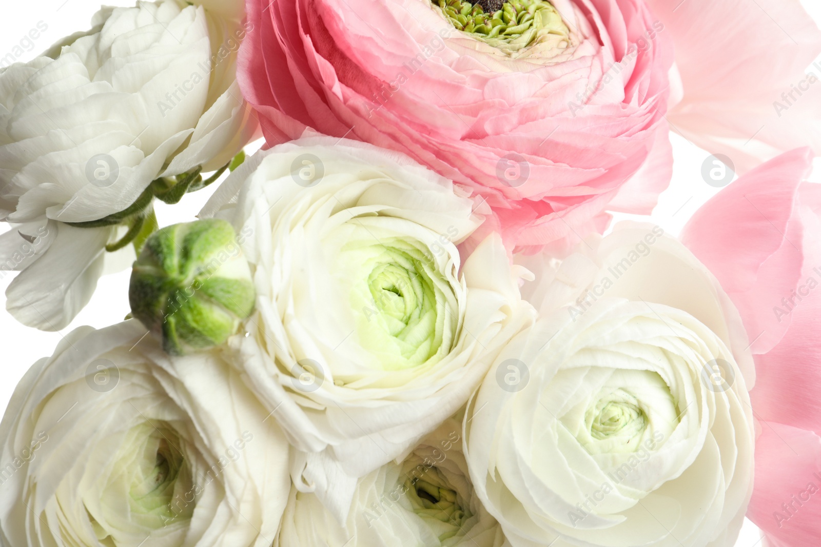 Photo of Beautiful ranunculus flowers, closeup