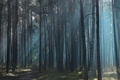 Photo of Majestic view of forest with sunbeams shining through trees in morning