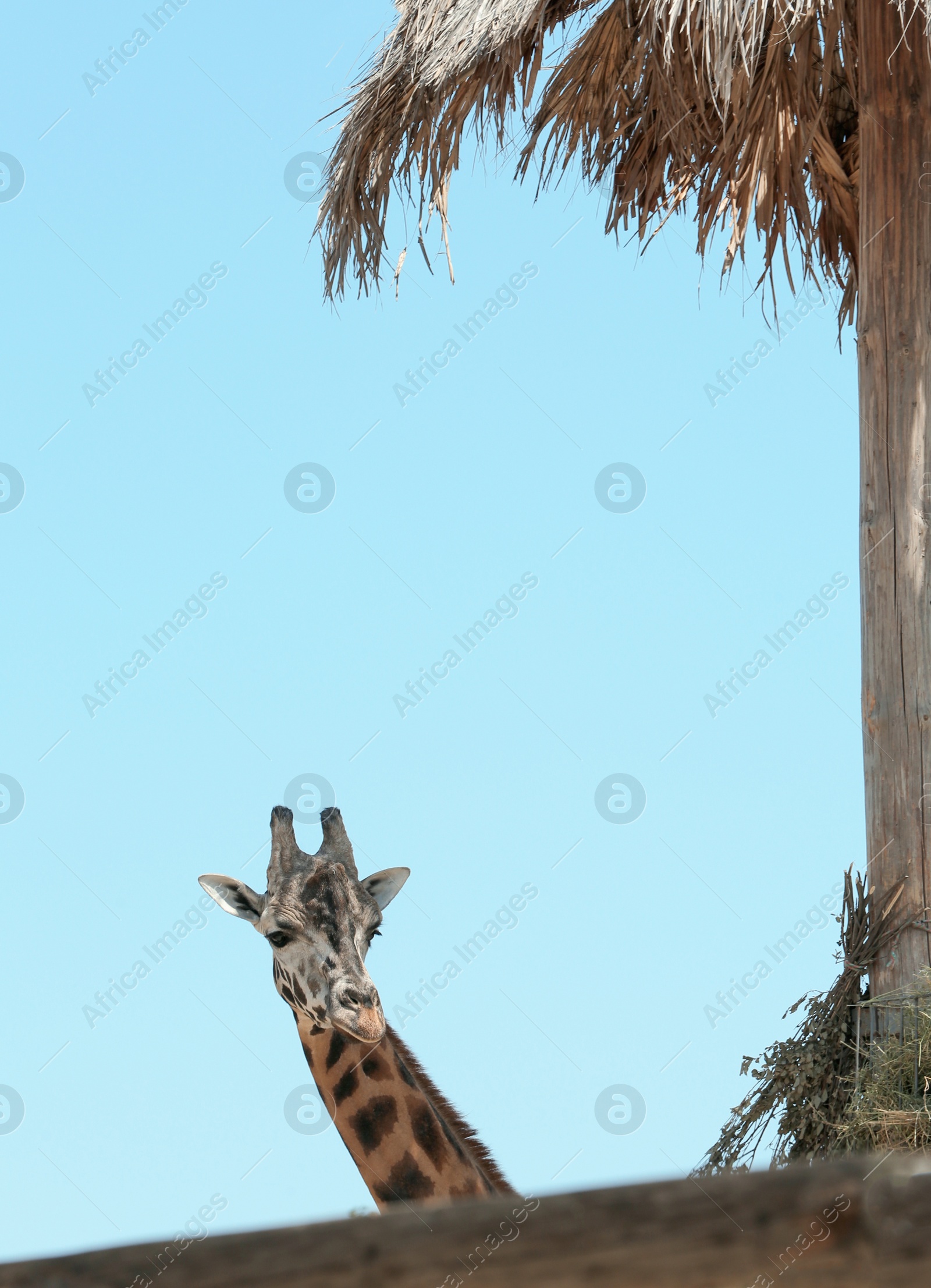 Photo of Rothschild giraffe at enclosure in zoo on sunny day