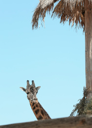 Rothschild giraffe at enclosure in zoo on sunny day