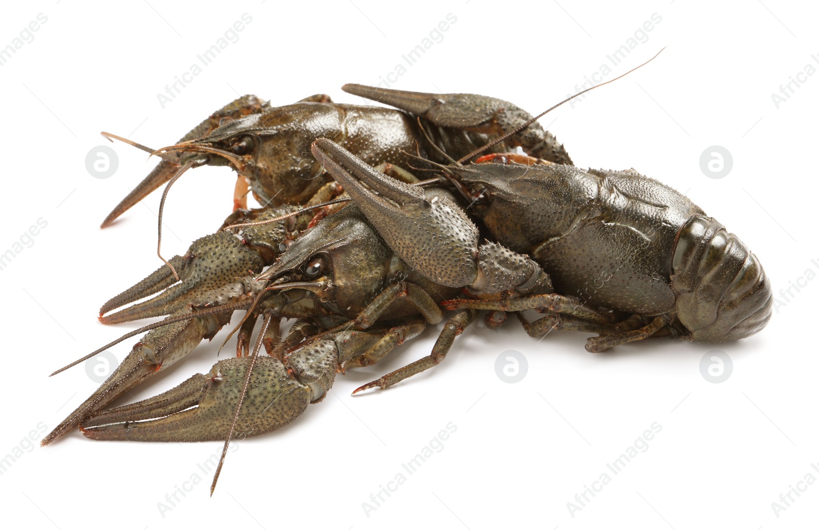 Photo of Many fresh raw crayfishes on white background