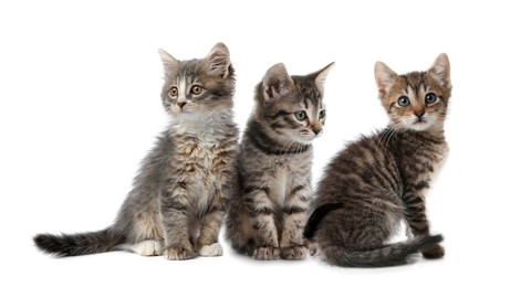 Image of Group of cute little kittens on white background