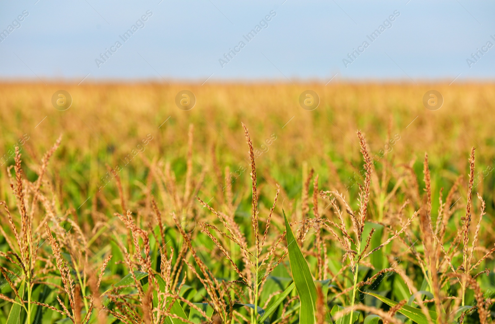 Photo of Beautiful view of corn field on sunny day