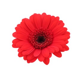 Photo of Beautiful red gerbera flower isolated on white