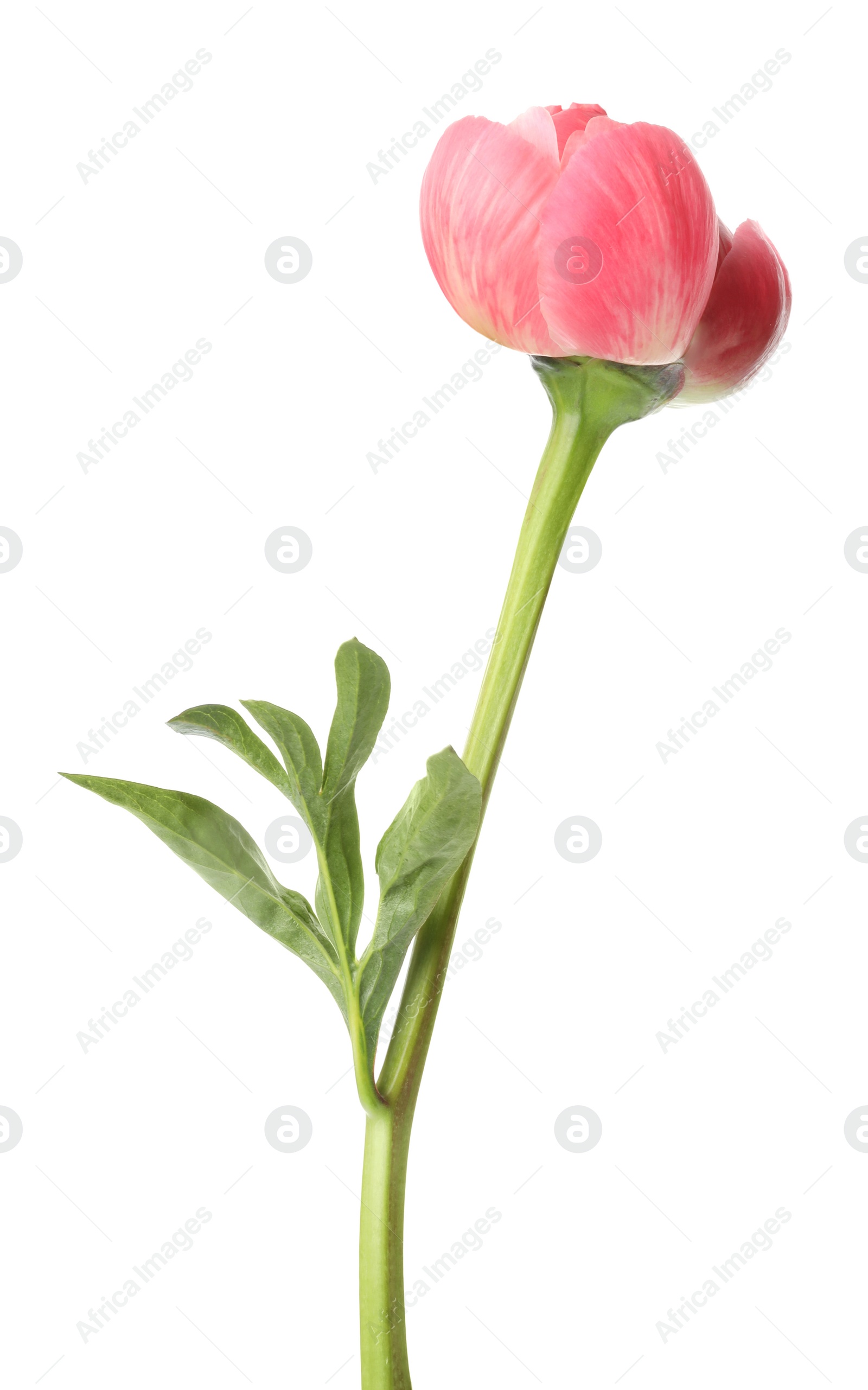 Photo of Beautiful pink peony bud isolated on white