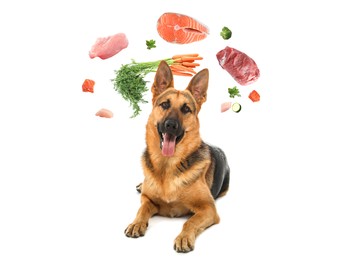 Image of Cute dog surrounded by fresh products rich in vitamins on white background. Healthy diet for pet