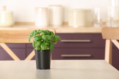 Pot with fresh green basil on kitchen table. Space for text