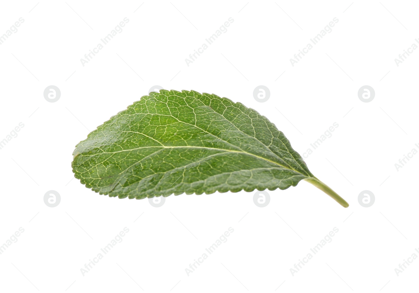 Photo of Fresh green plum leaf isolated on white