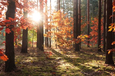 Photo of Picturesque view of forest with trees on sunny day. Autumn season