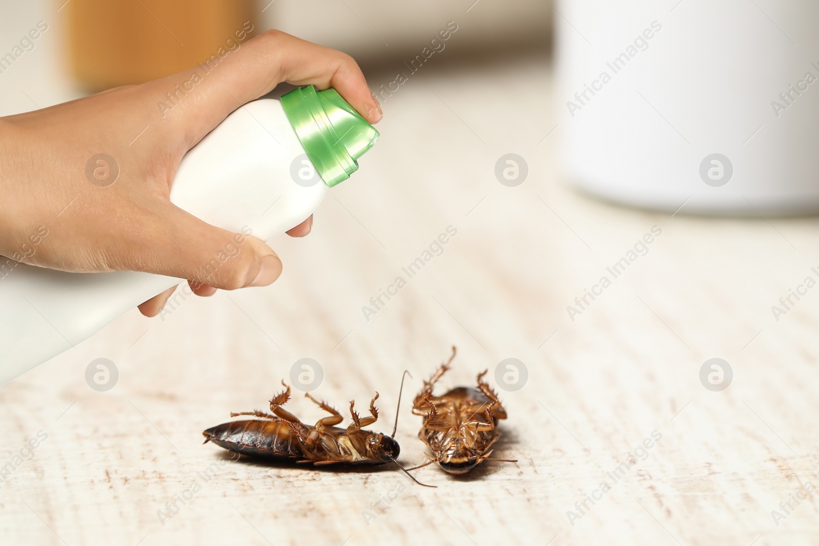 Image of Pest control. Using household insecticide to kill cockroaches at home, closeup