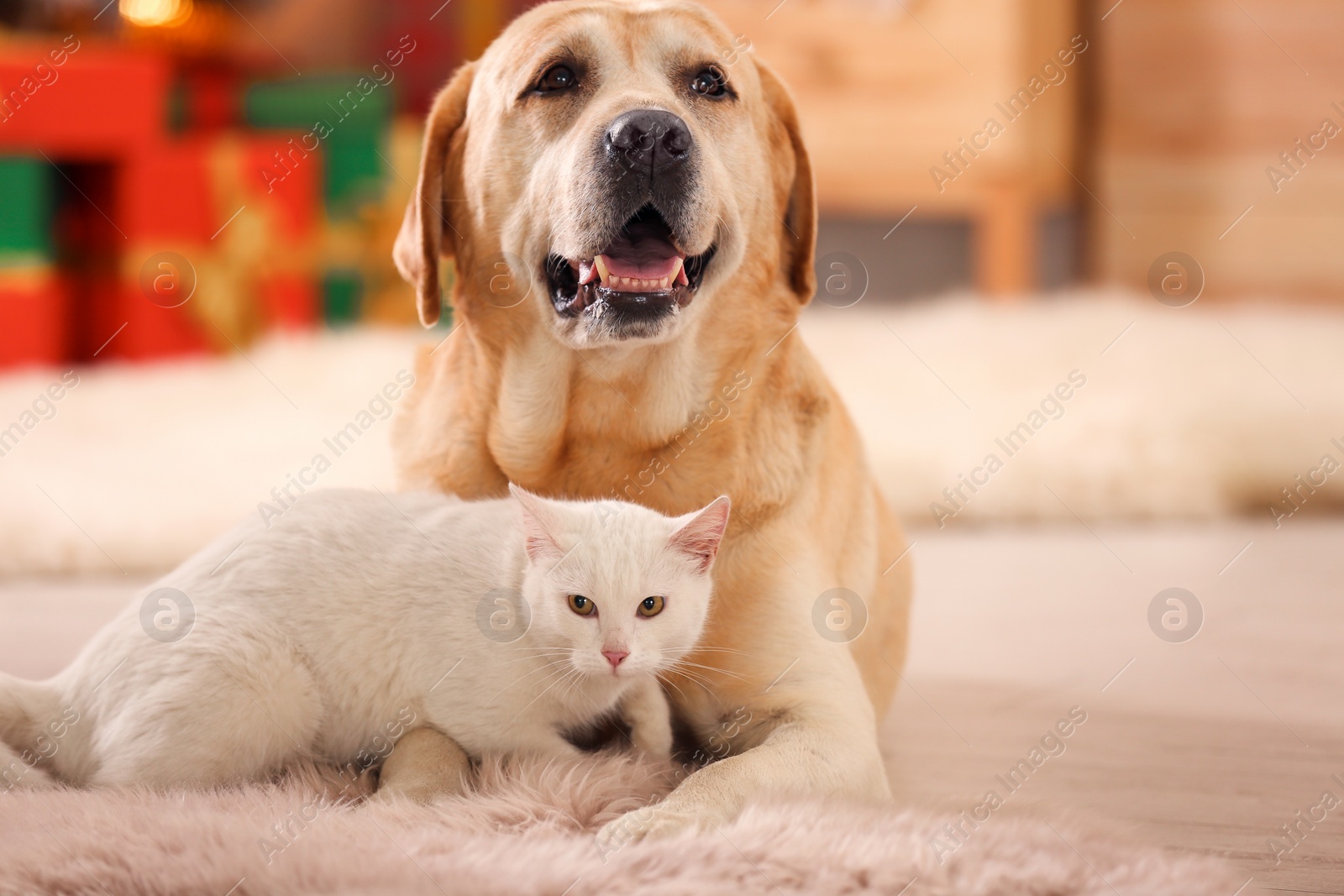 Photo of Adorable dog and cat together at room decorated for Christmas. Cute pets