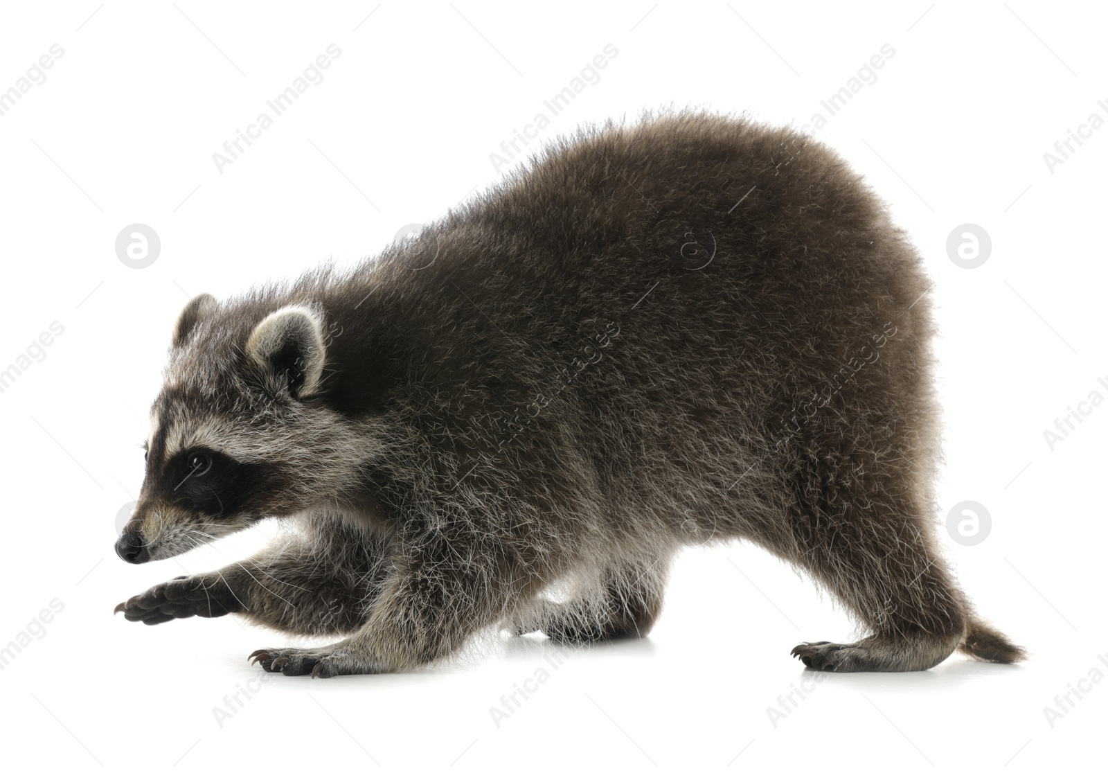 Photo of Cute funny common raccoon isolated on white