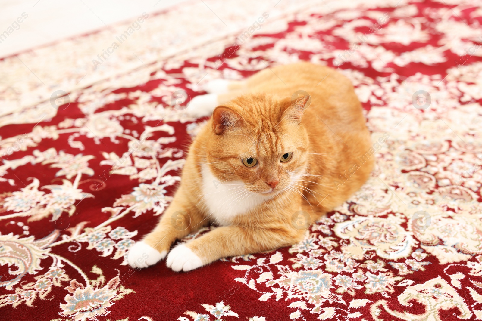 Photo of Cute ginger cat lying on carpet with pattern