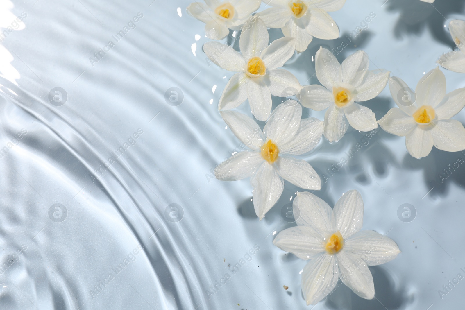 Photo of Beautiful daffodils in water on light blue background, top view. Space for text