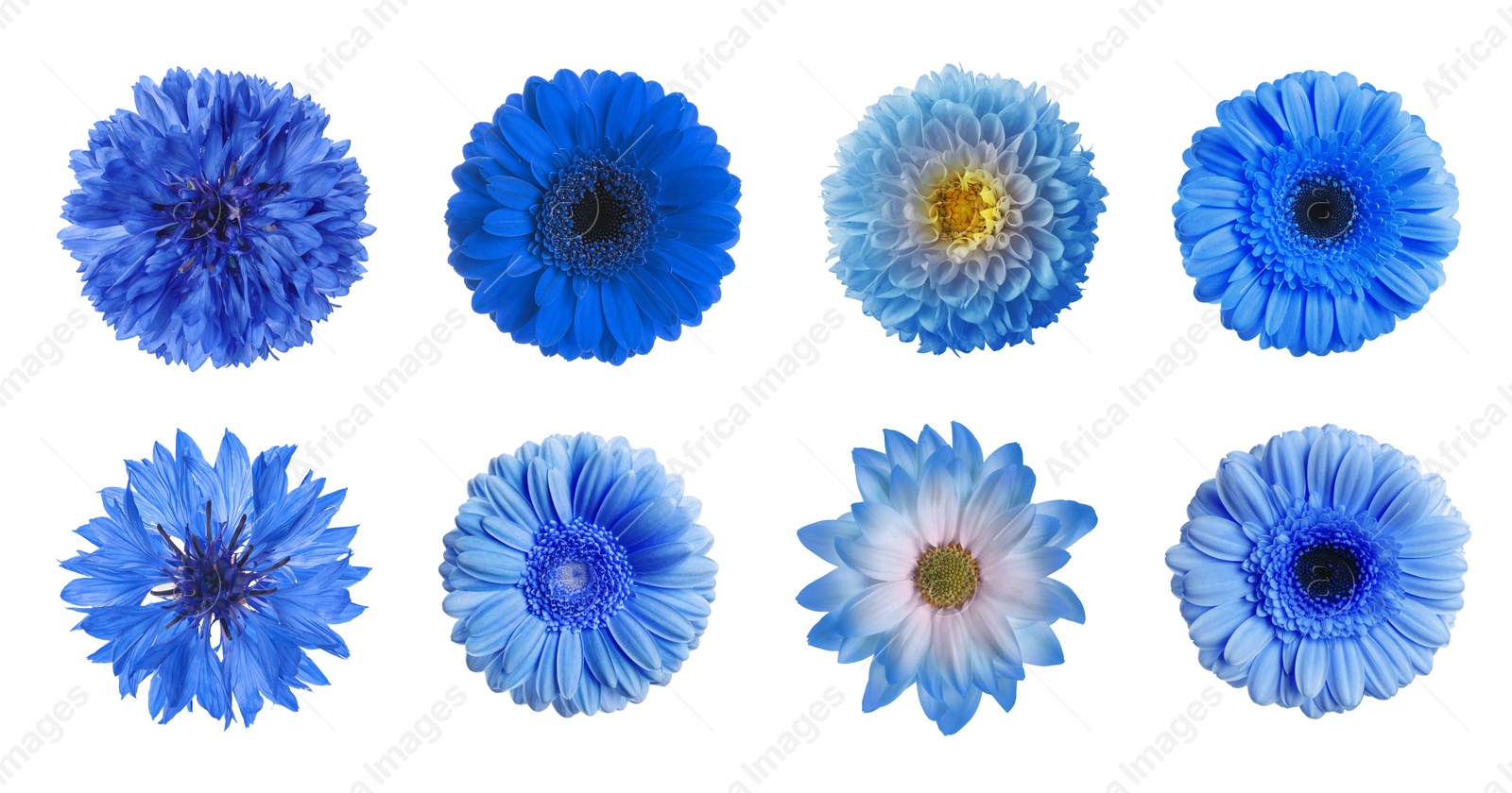 Image of Set with different beautiful blue flowers on white background. Banner design