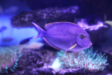 Photo of Beautiful surgeon fish swimming in aquarium water