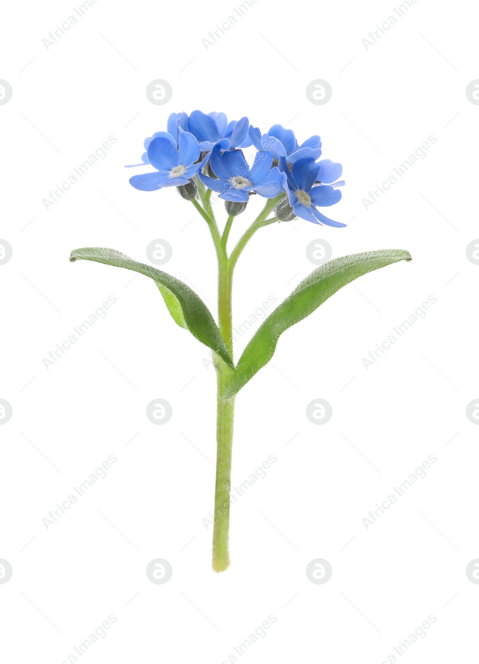 Photo of Beautiful blue Forget-me-not flowers isolated on white