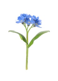 Photo of Beautiful blue Forget-me-not flowers isolated on white