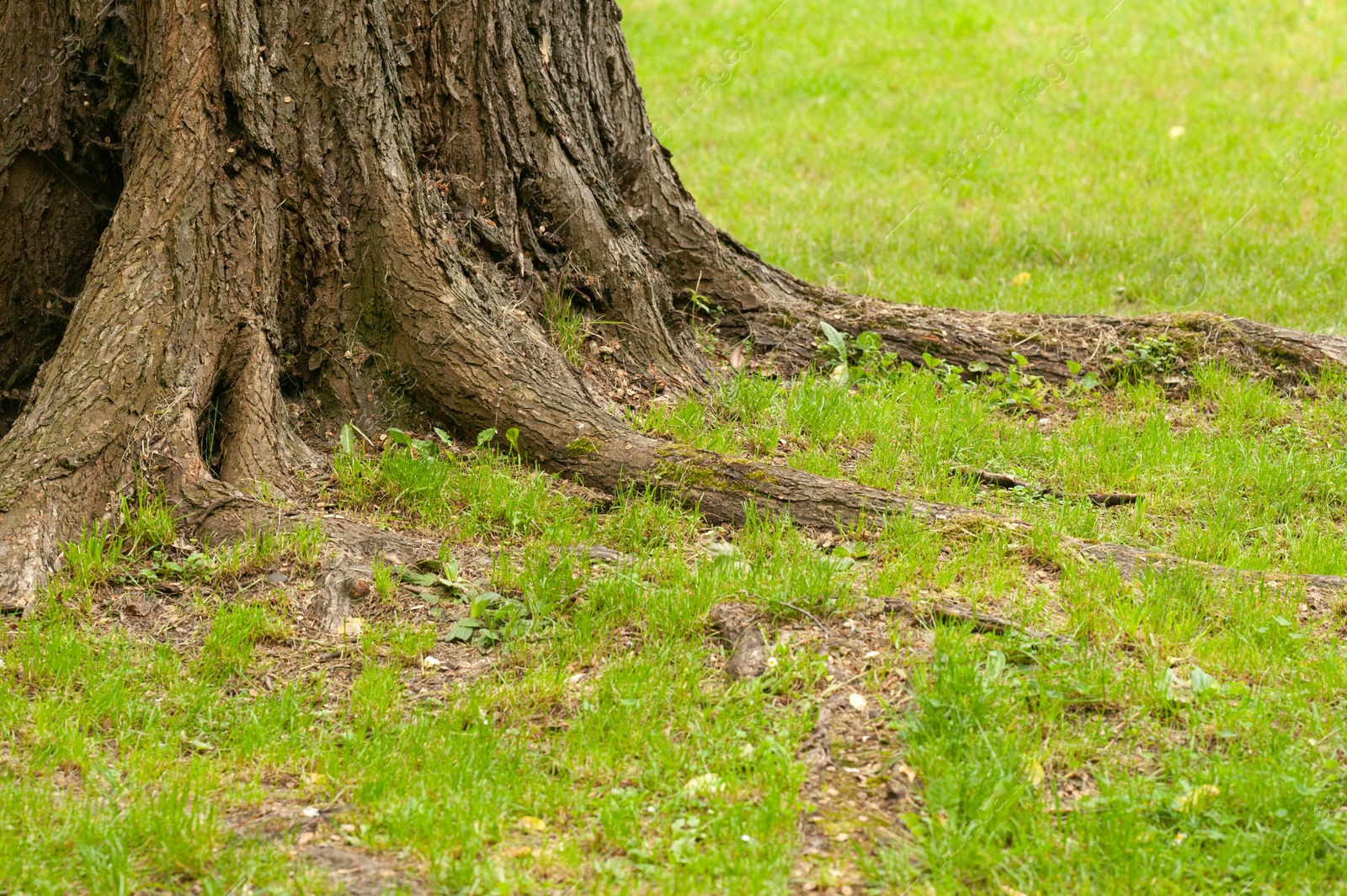 Photo of Tree roots overgrown with beautiful green grass outdoors