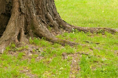 Tree roots overgrown with beautiful green grass outdoors