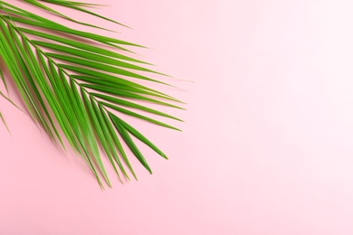 Beautiful tropical Sago palm leaf on color background, top view