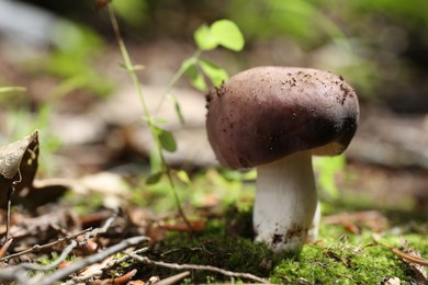 Photo of One mushroom growing in forest, closeup. Space for text