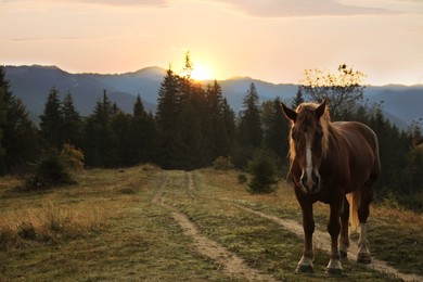 Beautiful view of horse on pasture in mountains at sunset