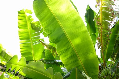 Beautiful tropical palm tree with green leaves outdoors