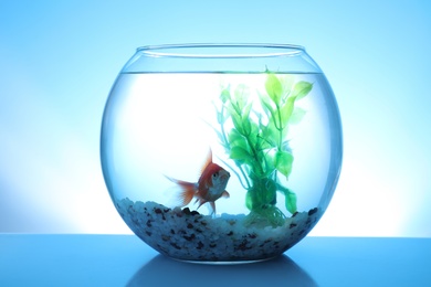 Photo of Beautiful bright small goldfish swimming in round glass aquarium on blue background