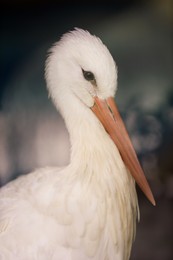 Photo of Beautiful European white stork in zoo, closeup