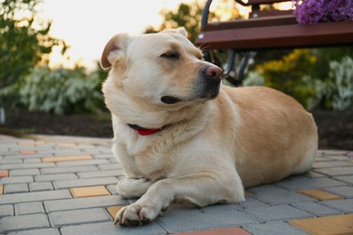 Cute dog near bench in spring park