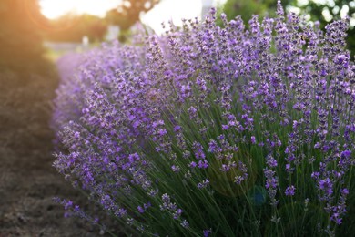 Beautiful blooming lavender plants growing in park