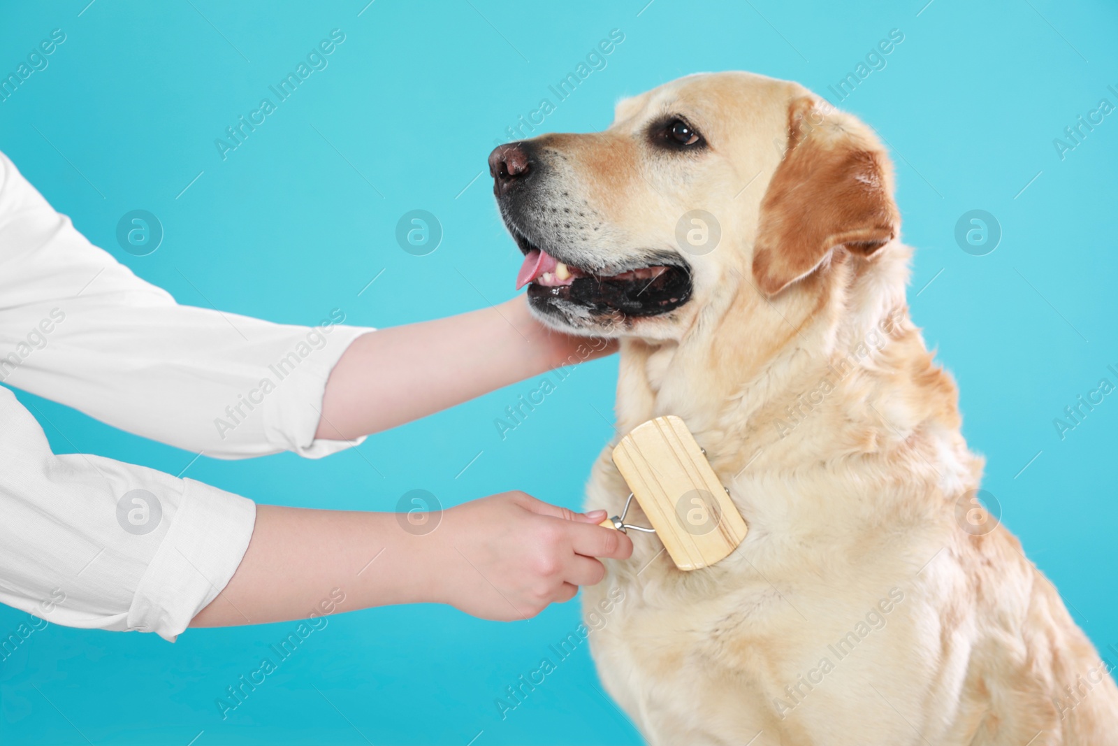 Photo of Woman brushing cute Labrador Retriever dog on light blue background, closeup