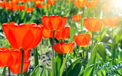 Photo of Beautiful blossoming tulips on sunny spring day outdoors