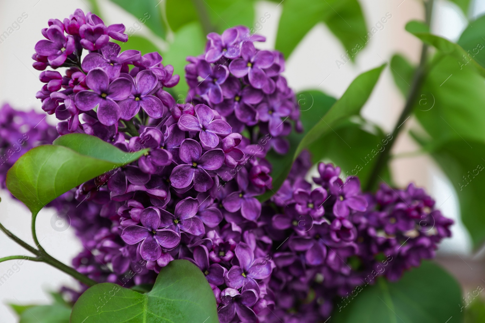 Photo of Beautiful lilac plant with fragrant purple flowers outdoors, closeup