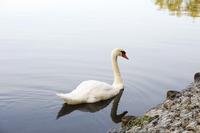 Photo of Beautiful white swan swimming in lake outdoors