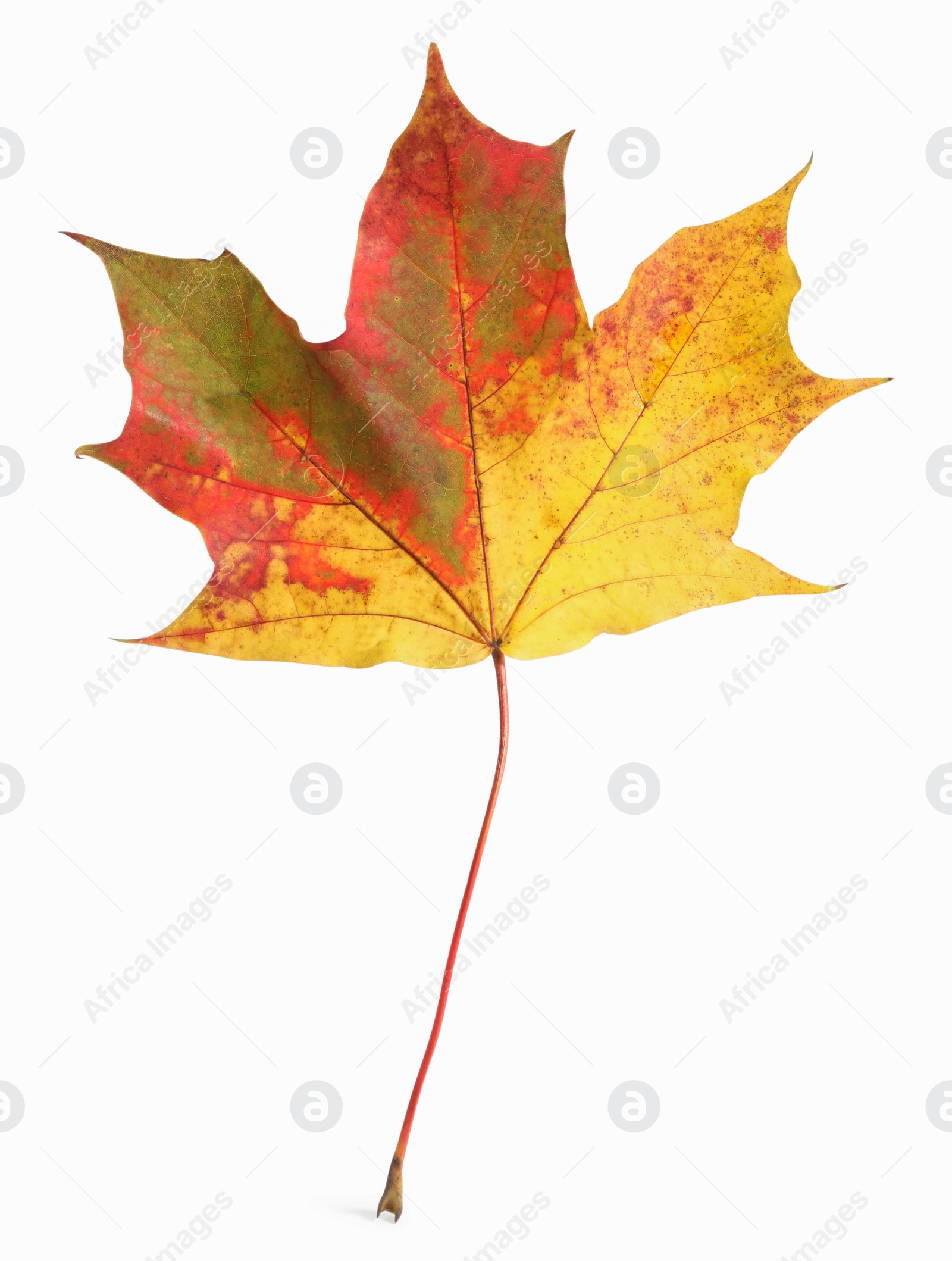 Photo of Autumn season. One maple leaf isolated on white